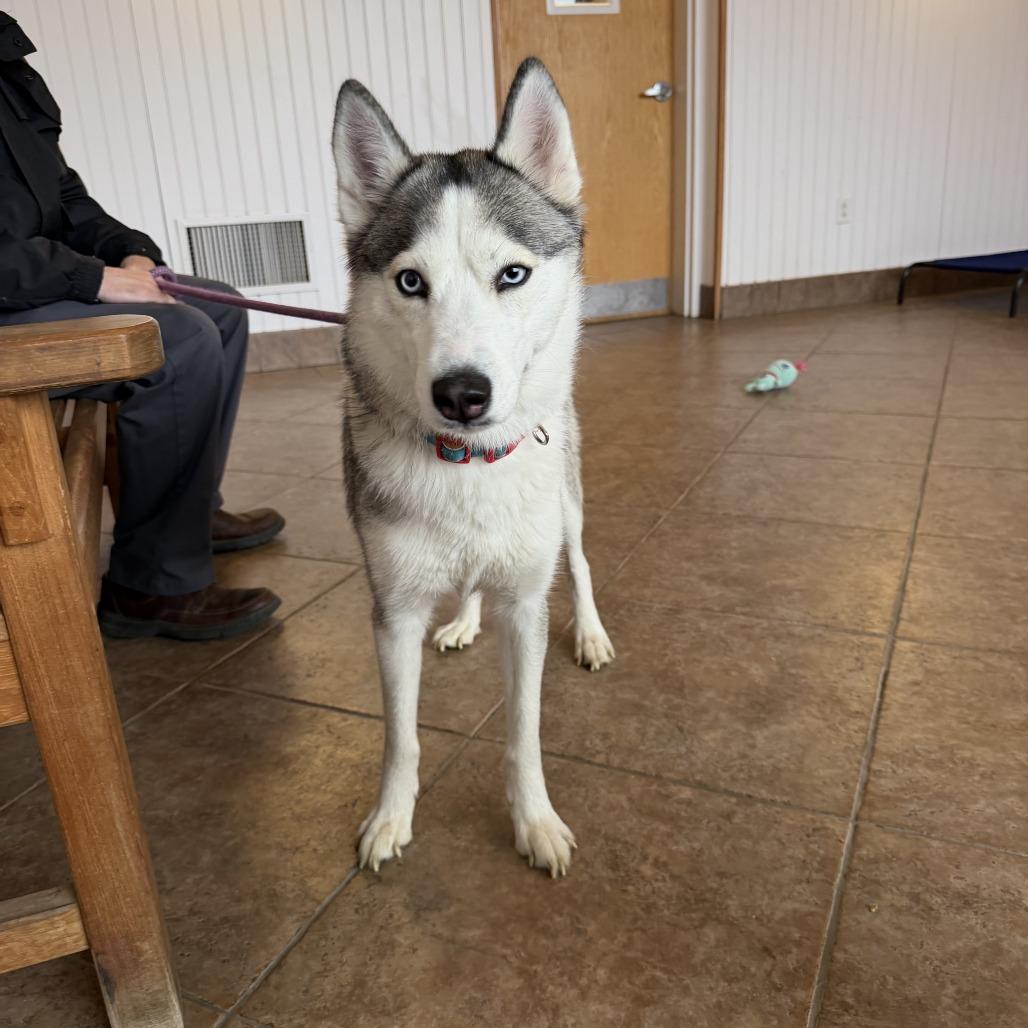 Enlarge Zormzye, a Adoptable mixed breed in Conshohocken, PA image 3/4