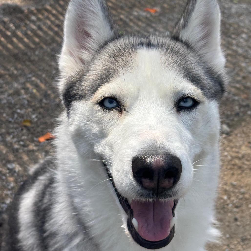 Enlarge Zormzye, a Adoptable mixed breed in Conshohocken, PA image 4/4