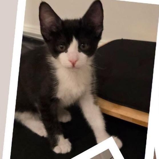 Cannon, Adoptable, Kitten Male Domestic Short Hair.