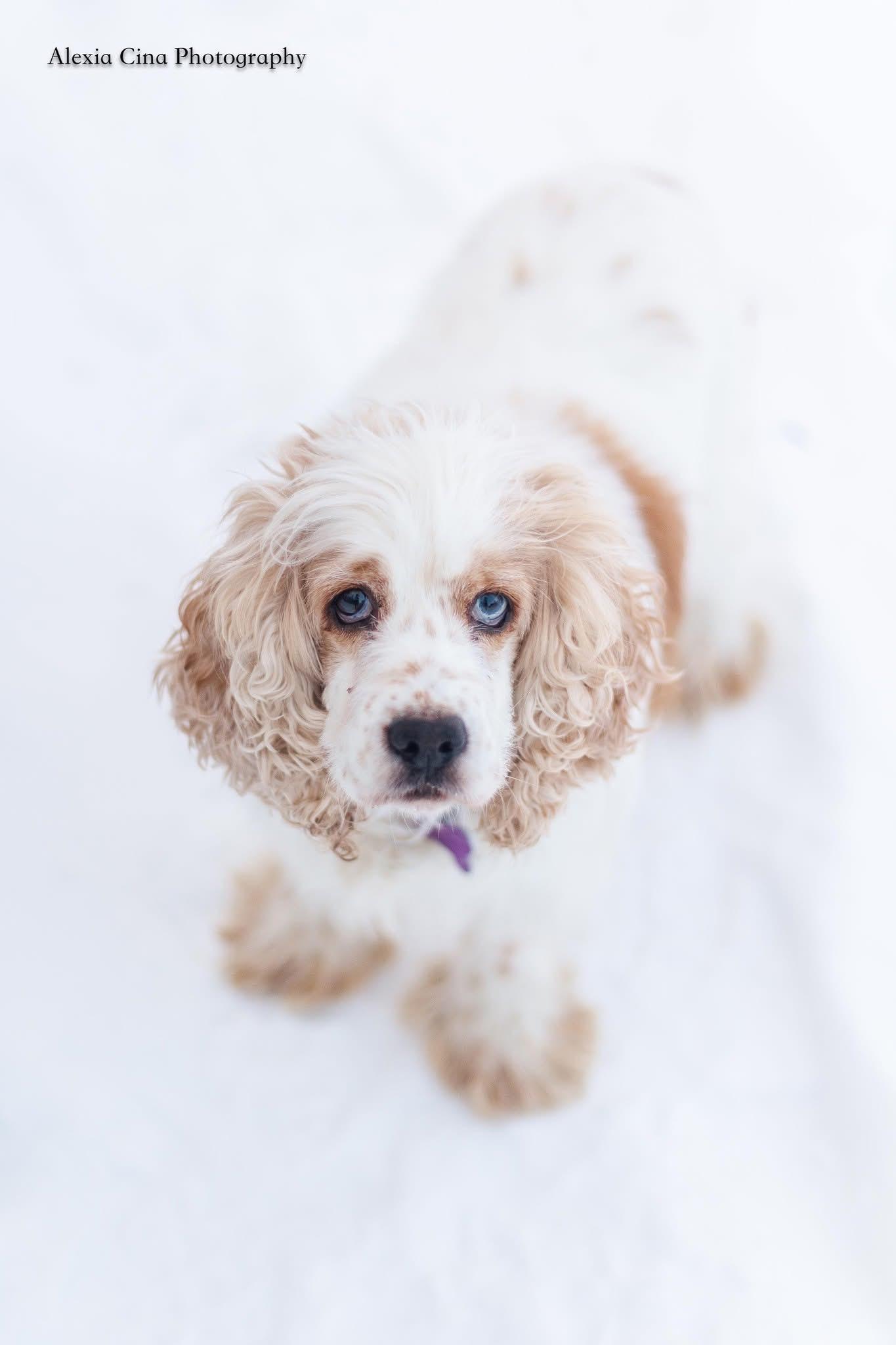 Enlarge Mavis, a ADOPTABLE Cocker Spaniel in Drumbo, ON image 4/4