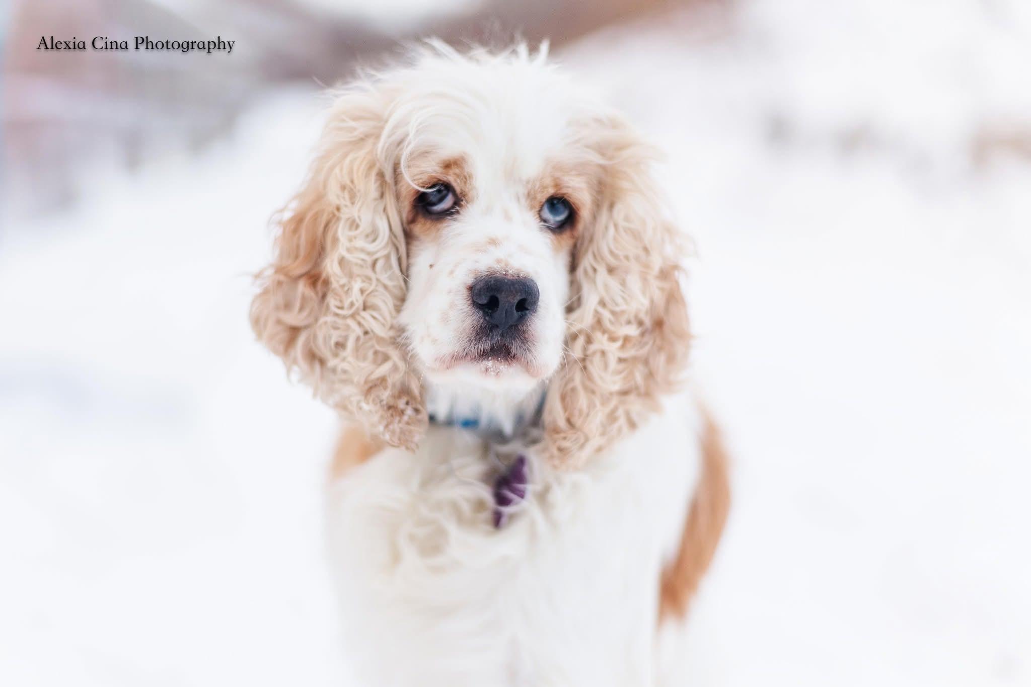 Enlarge Mavis, a ADOPTABLE Cocker Spaniel in Drumbo, ON image 3/4