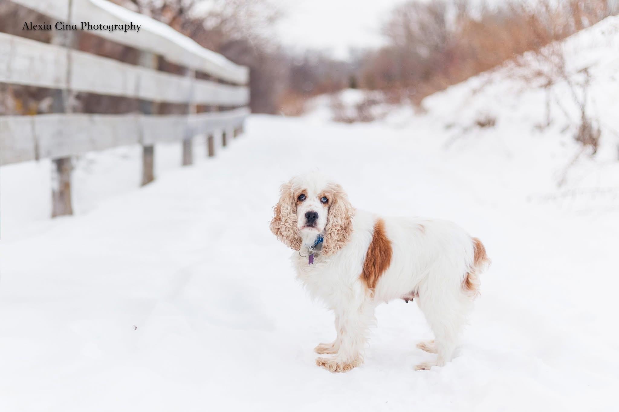 Enlarge Mavis, a ADOPTABLE Cocker Spaniel in Drumbo, ON image 2/4