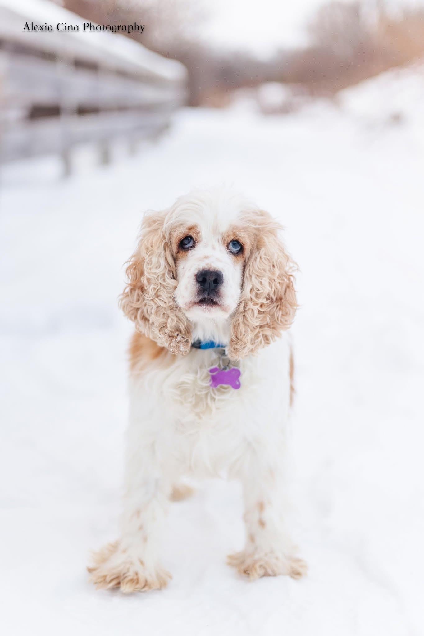 Mavis, ADOPTABLE, Adult Female Cocker Spaniel.