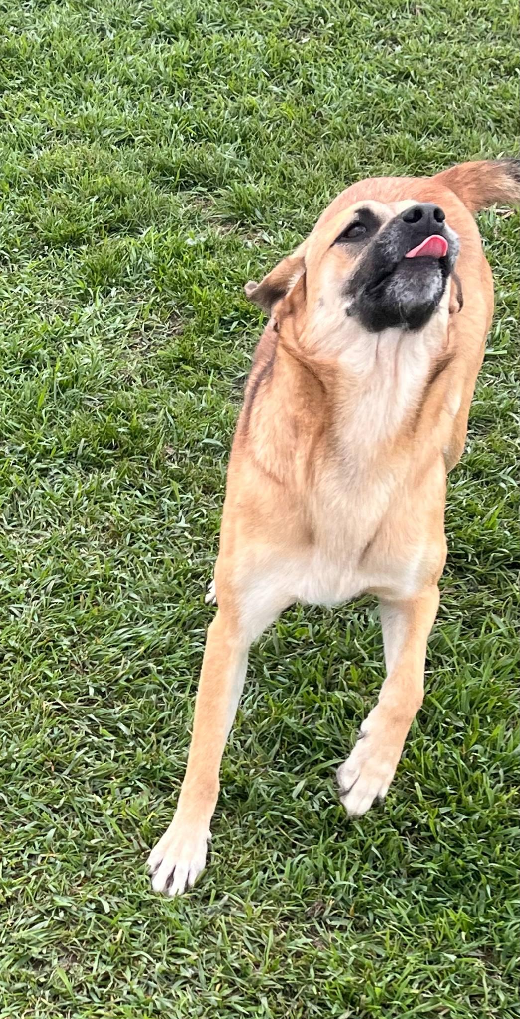 Annie, Adoptable, Adult Female Shetland Sheepdog / Sheltie.