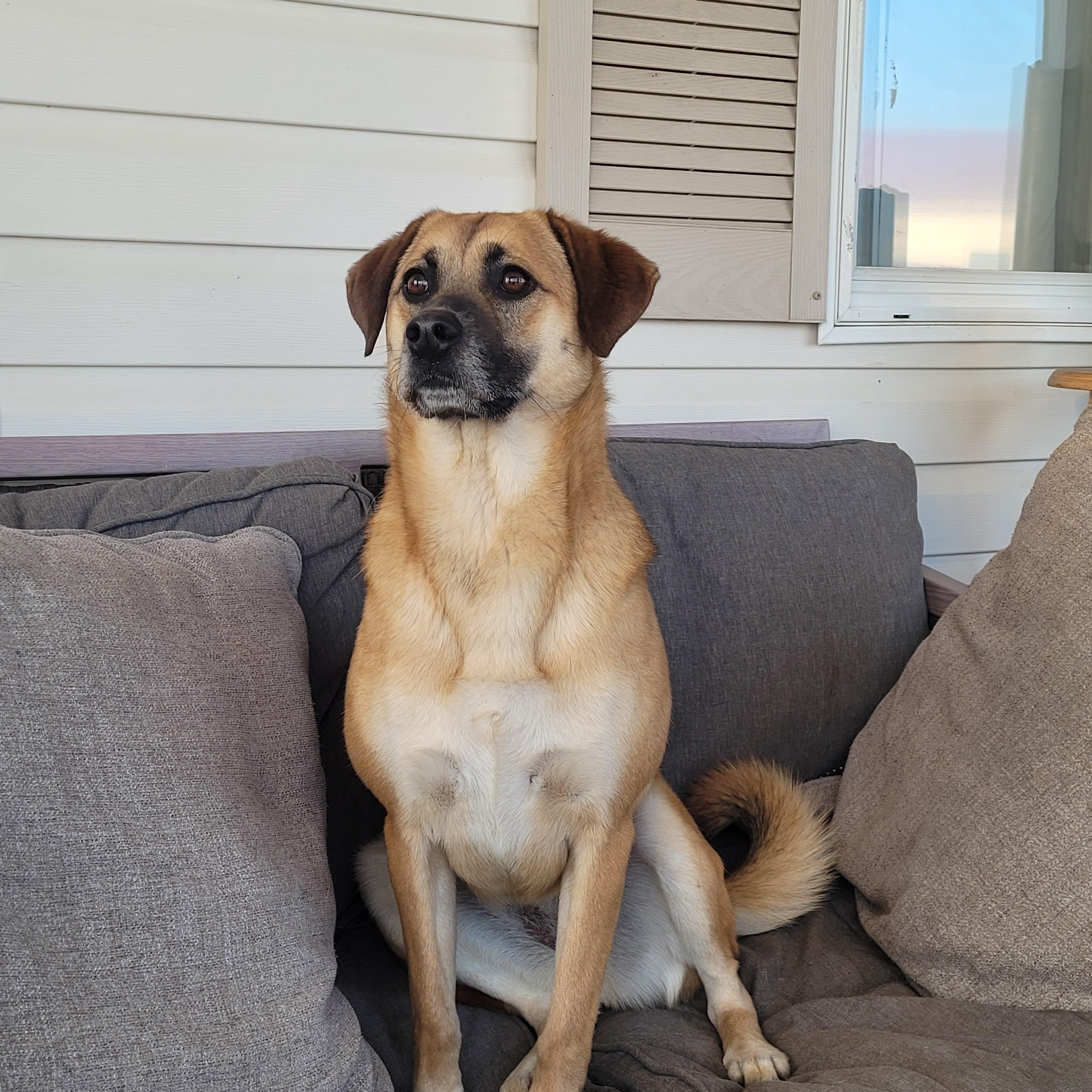 Enlarge Annie, a Adoptable mixed breed in Lacombe, AB image 1/6