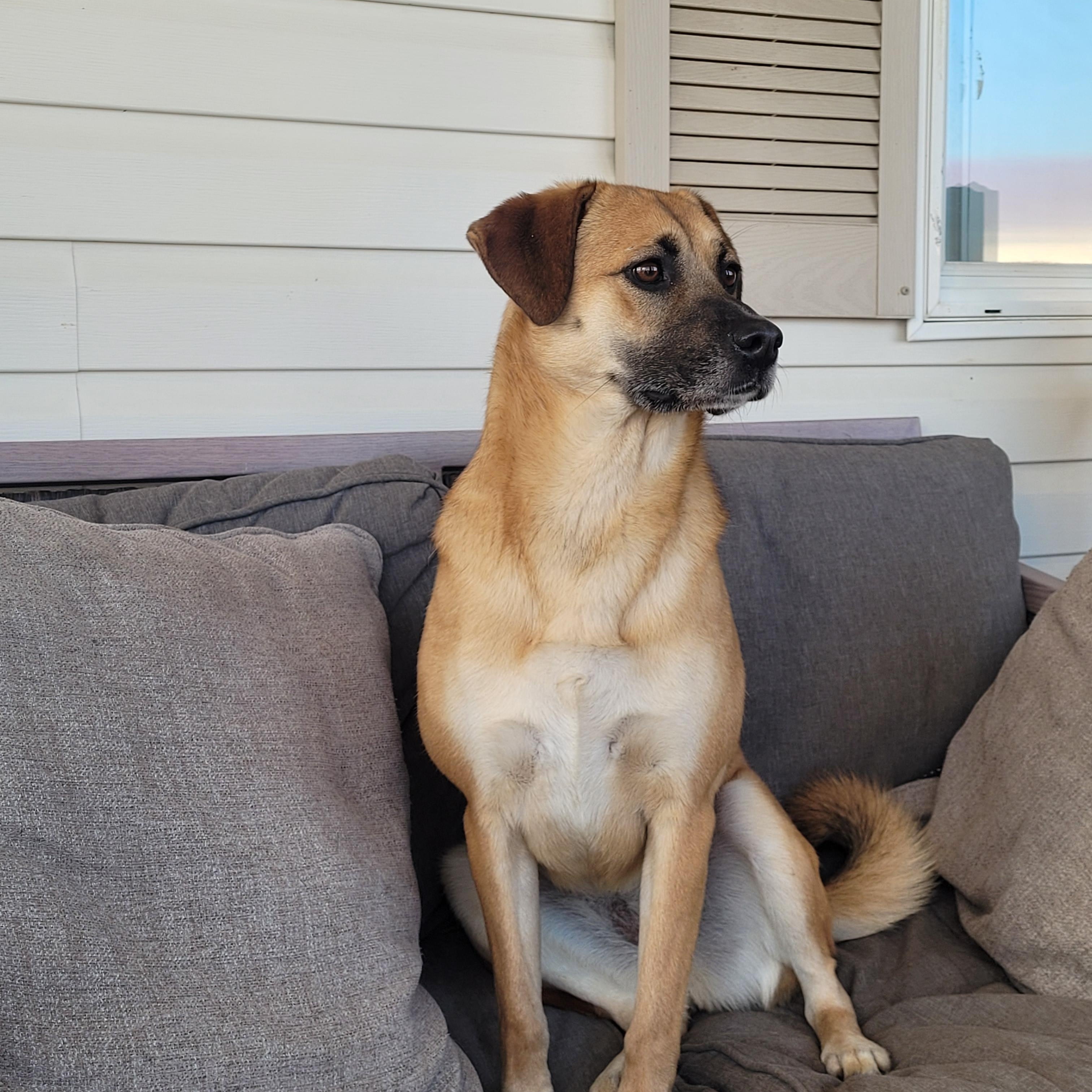 Enlarge Annie, a Adoptable mixed breed in Lacombe, AB image 6/6