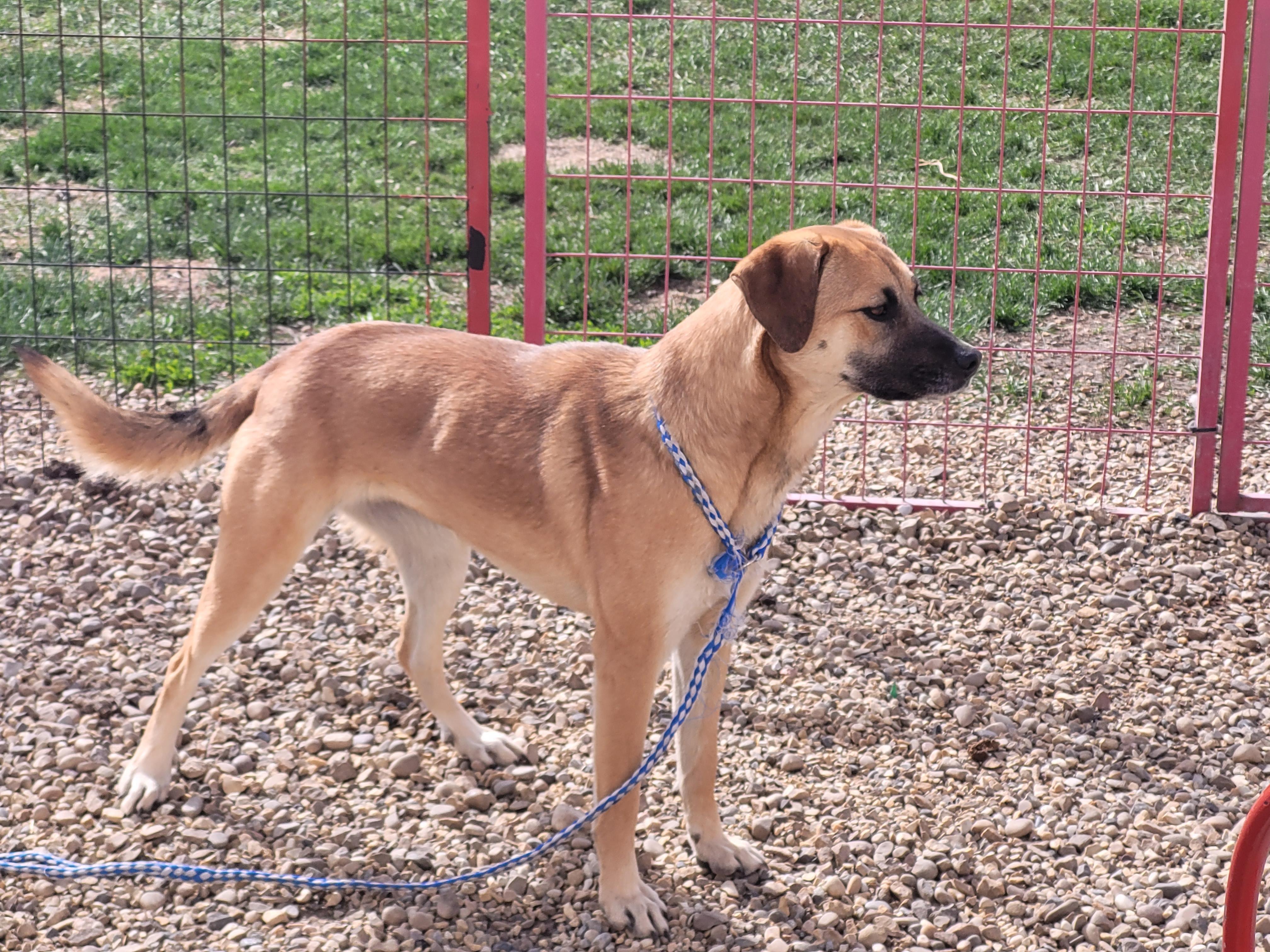 Annie, an adoptable Shetland Sheepdog / Sheltie in Lacombe, AB, T4L 1X3 | Photo Image 3