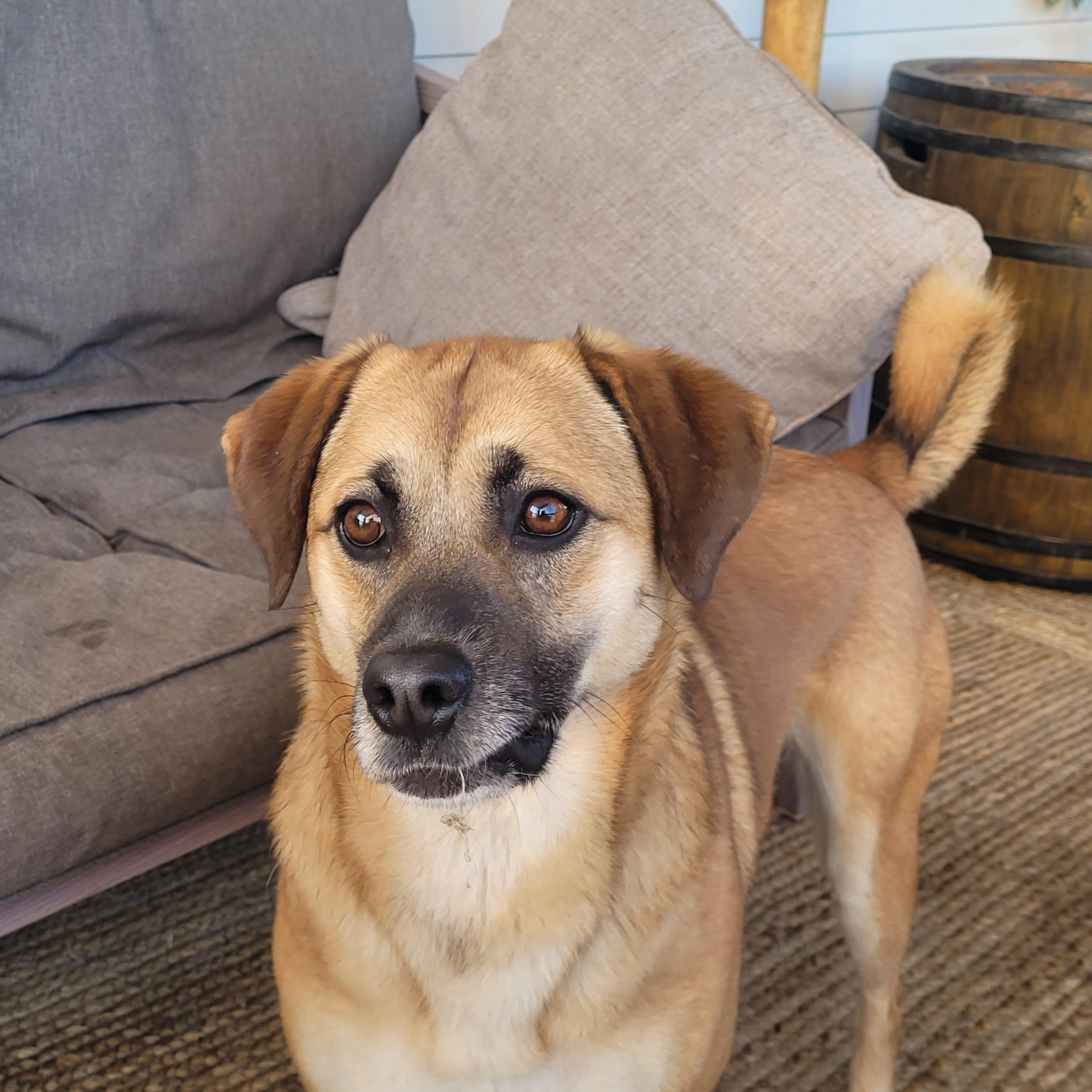 Enlarge Annie, a Adoptable mixed breed in Lacombe, AB image 5/6