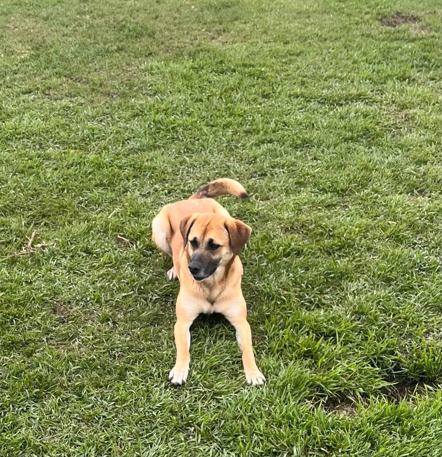 Enlarge Annie, a Adoptable mixed breed in Lacombe, AB image 2/4