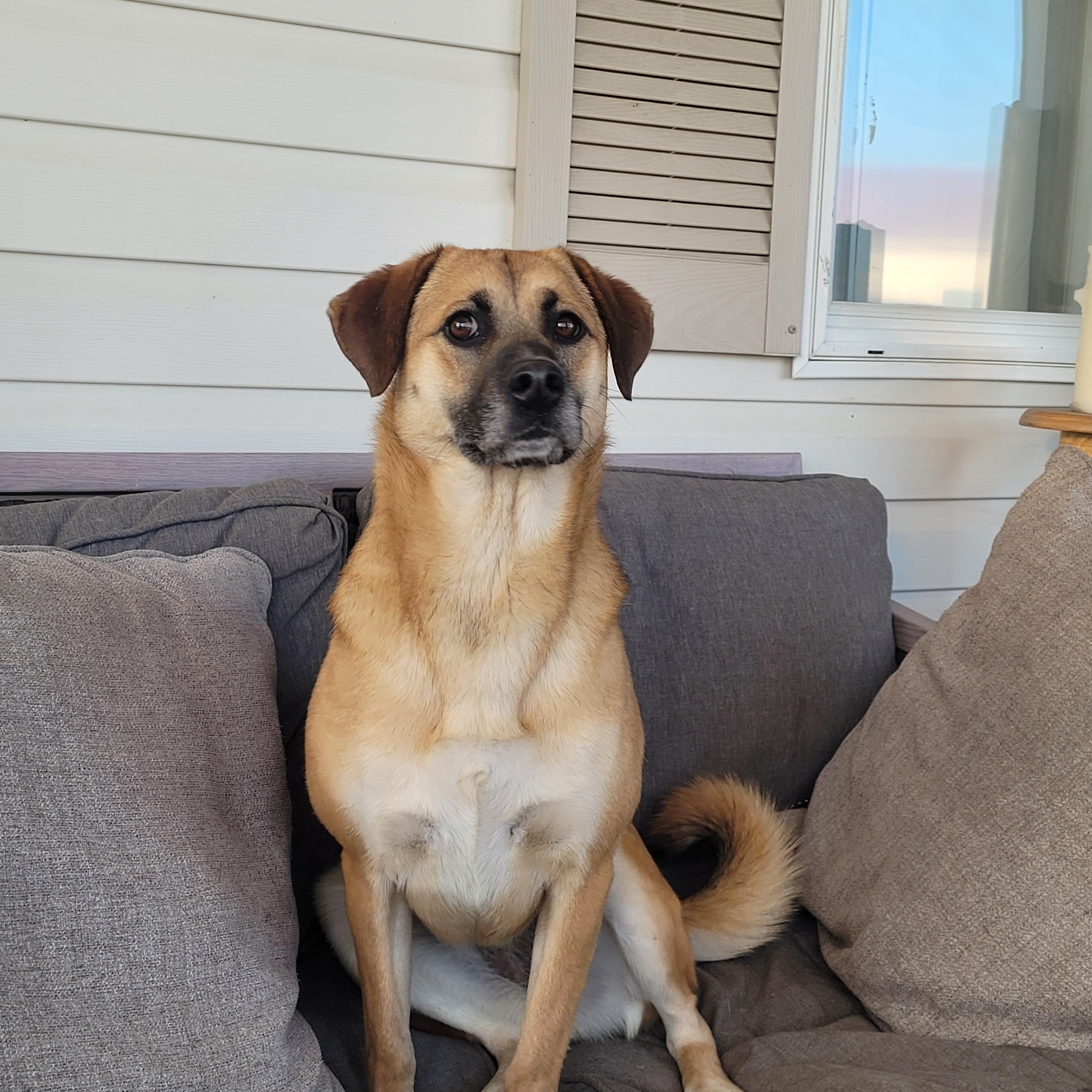 Enlarge Annie, a Adoptable mixed breed in Lacombe, AB image 4/6