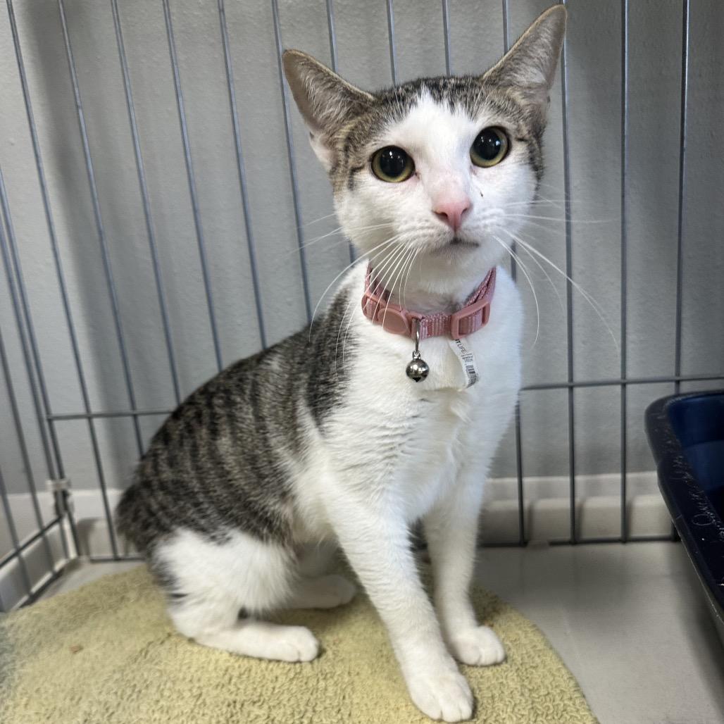 Enlarge Delta KC, a Adoptable Domestic Short Hair in Union, MO image 1/1