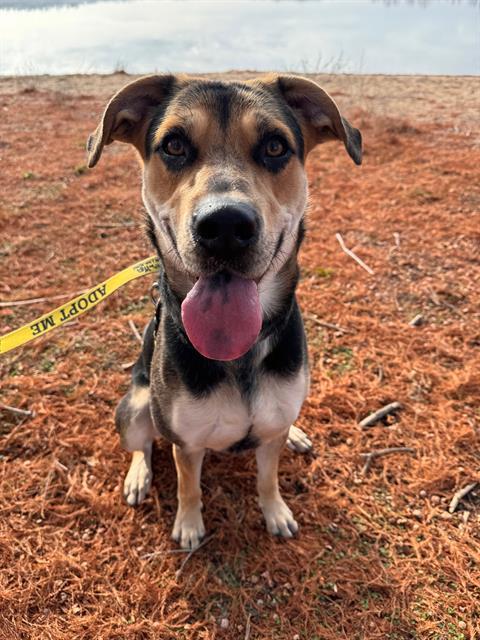 Enlarge APPLE, a Adoptable mixed breed in St. Louis, MO image 1/1