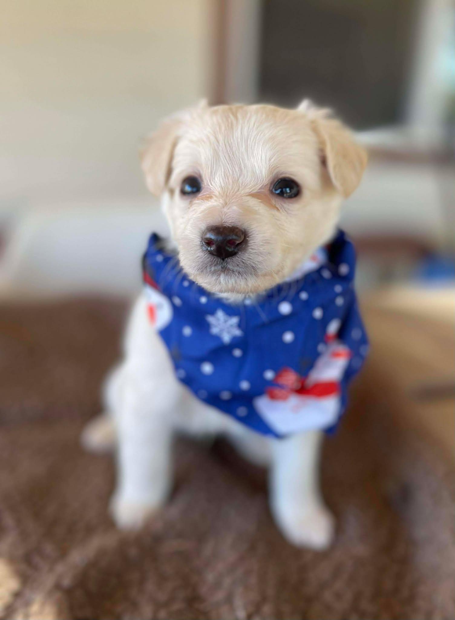 Enlarge Curly, a Adopted mixed breed in Anza, CA image 1/1
