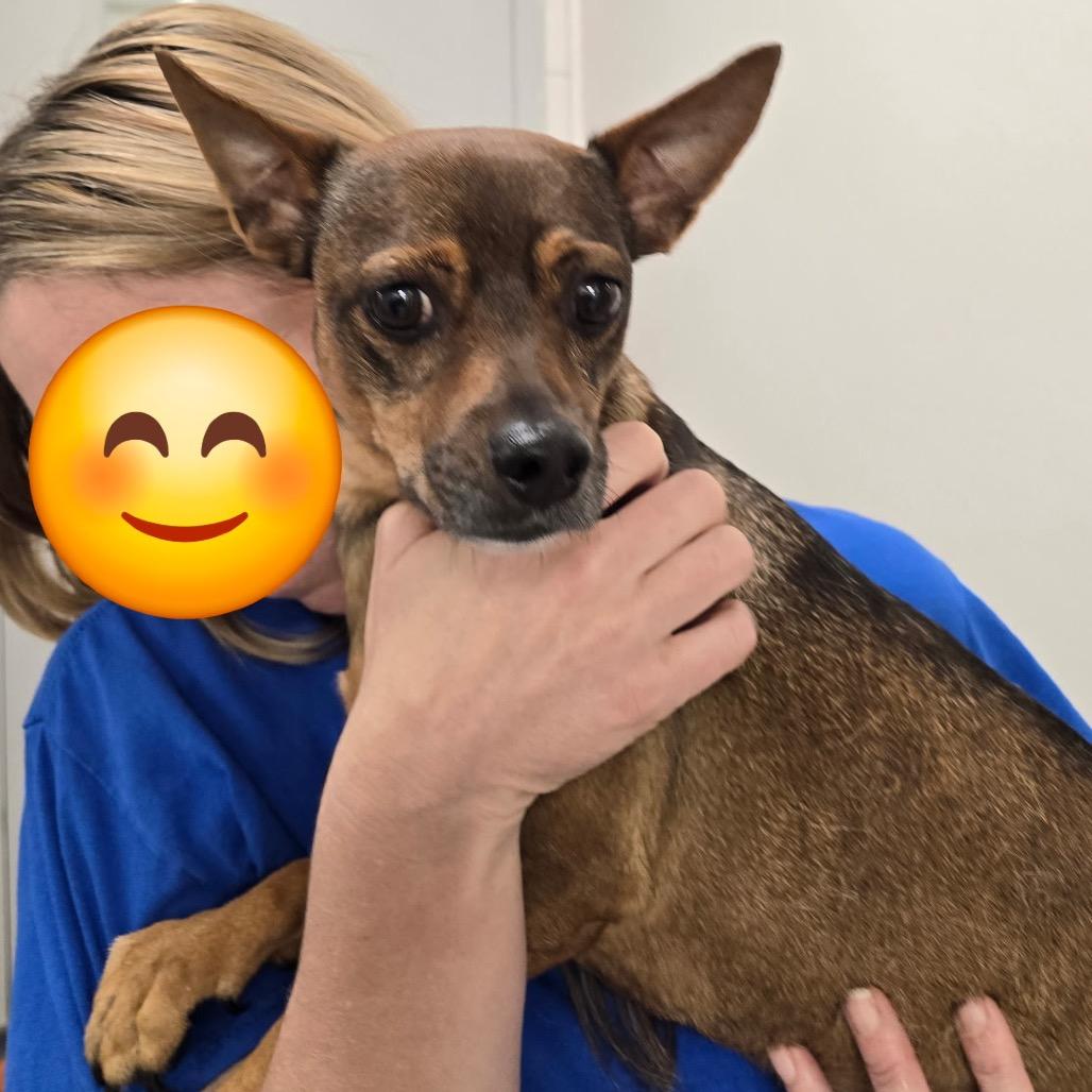 Batty Bandito, Adoptable, Adult Male Chihuahua & Miniature Pinscher.