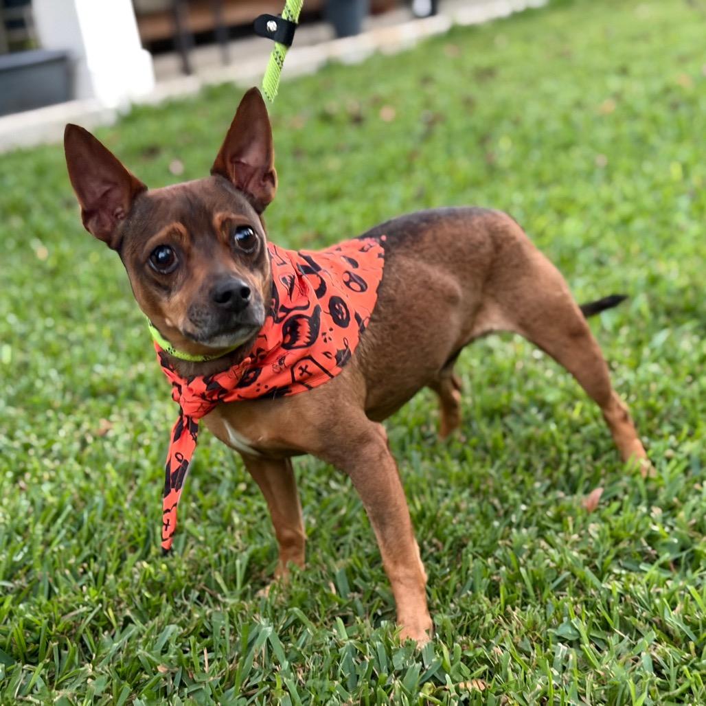 Enlarge Batty Bandito, a Adoptable mixed breed in New Orleans, LA image 2/5