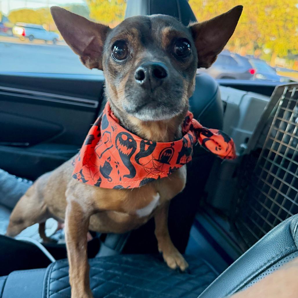 Enlarge Batty Bandito, a Adoptable mixed breed in New Orleans, LA image 3/5