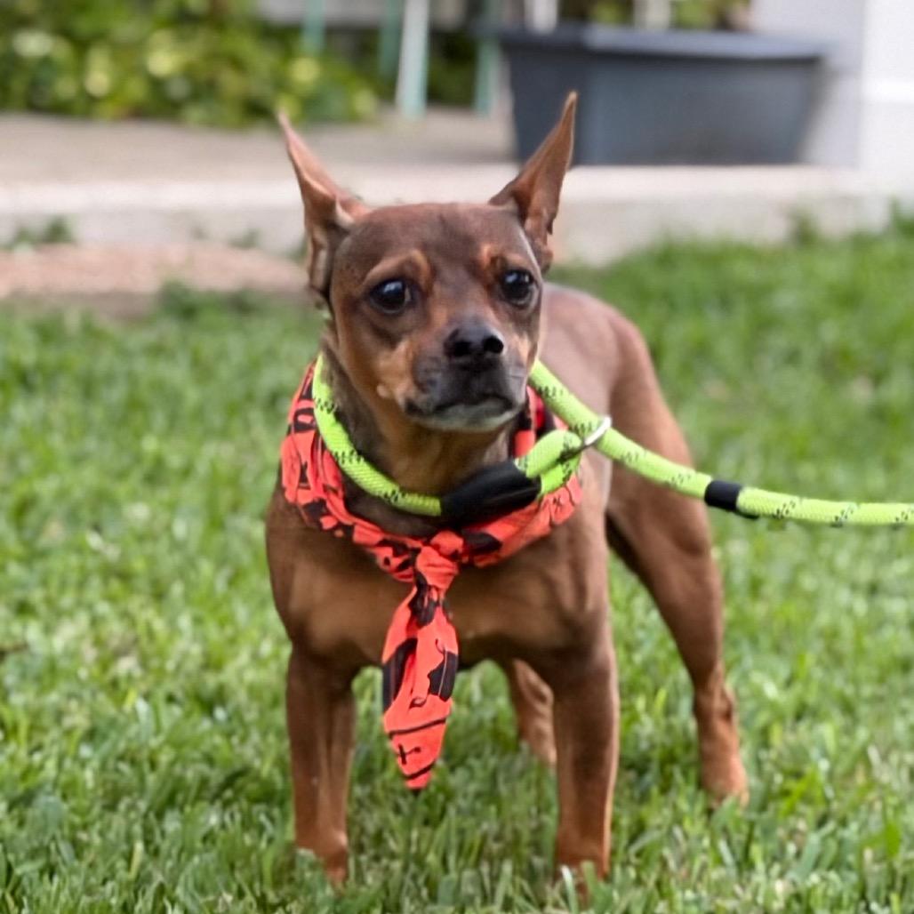 Enlarge Batty Bandito, a Adoptable mixed breed in New Orleans, LA image 4/5