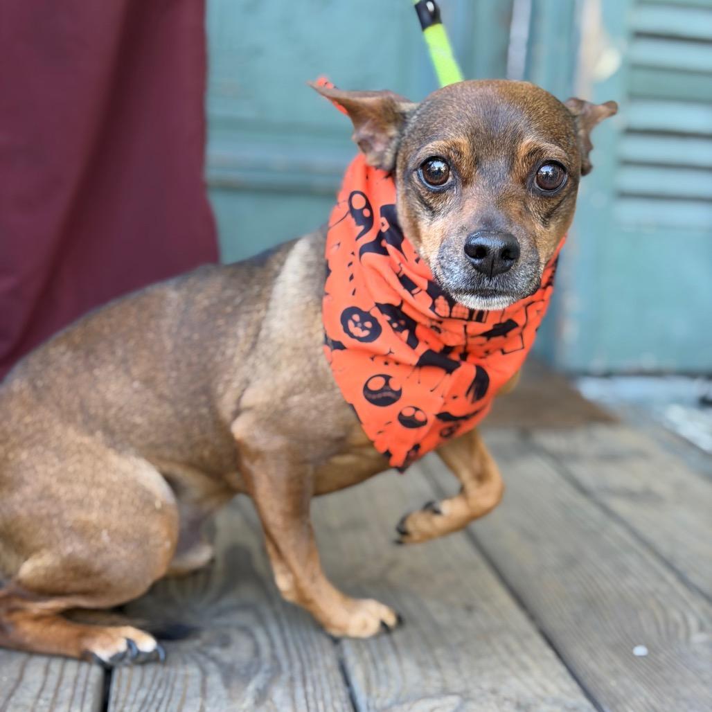 Enlarge Batty Bandito, a Adoptable mixed breed in New Orleans, LA image 5/5