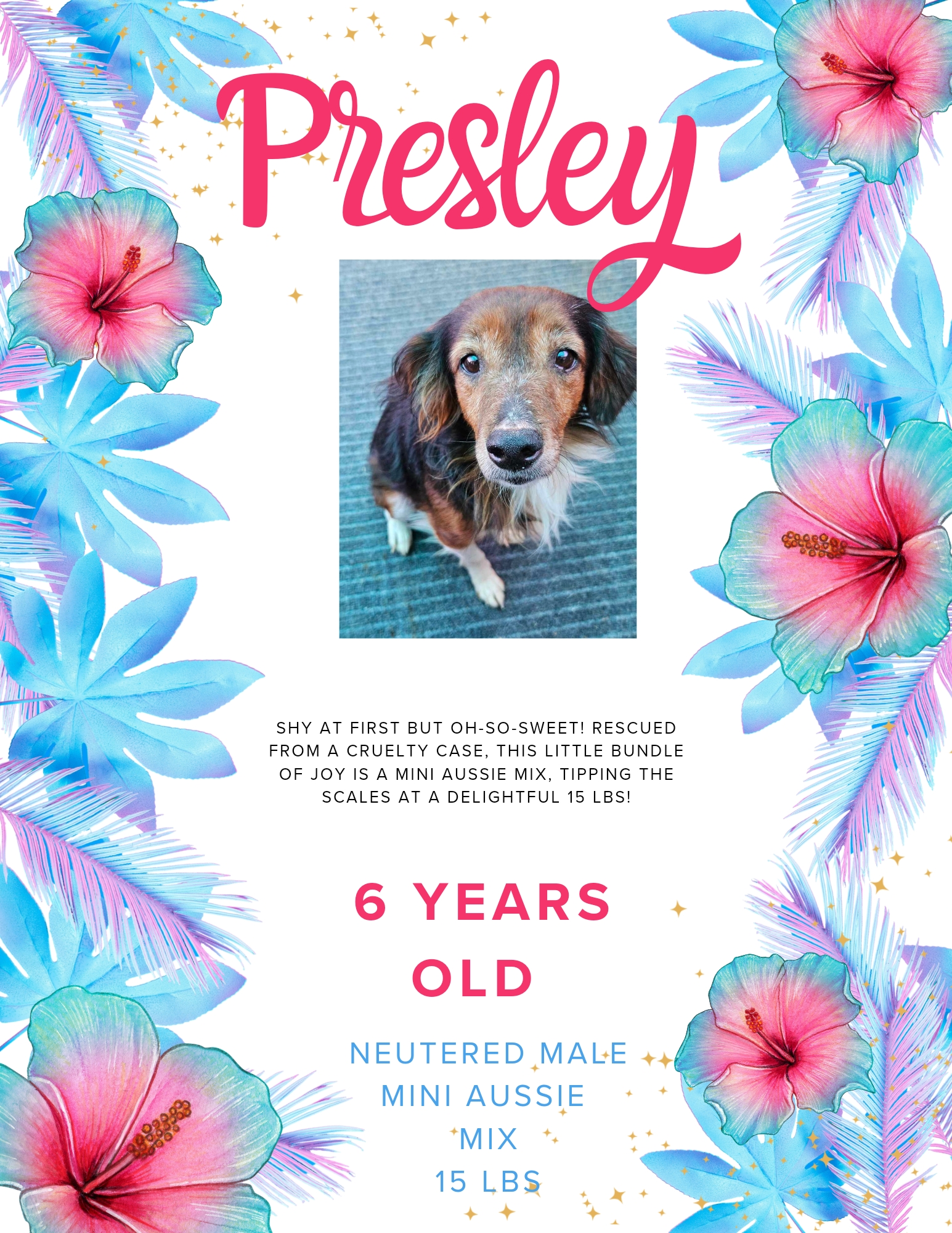 Dog for adoption Presley, an Australian Shepherd in fort worth, TX