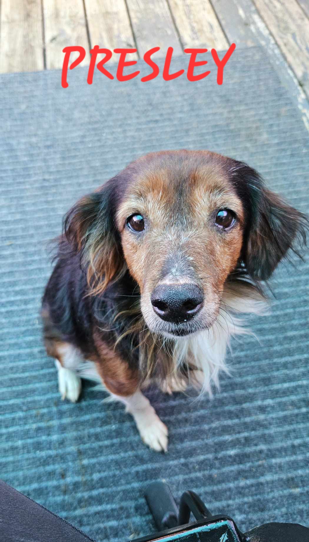 Dog for adoption Presley, an Australian Shepherd in fort worth, TX