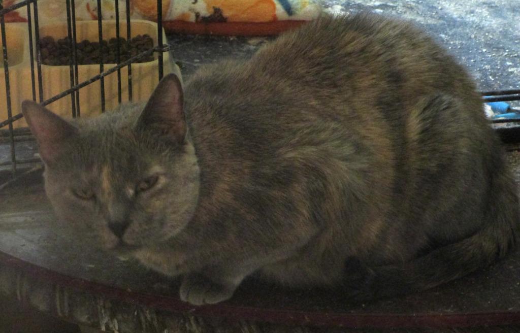 Sioux, Adoptable, Senior Female Domestic Short Hair.
