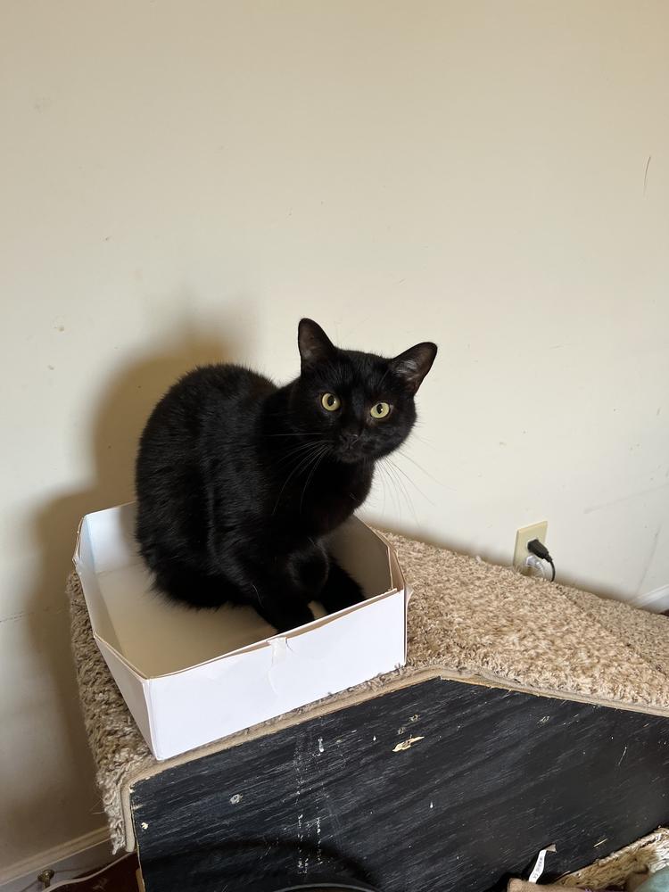 NASH- shy needs special adopter, a Adoptable Domestic Short Hair image 1/3