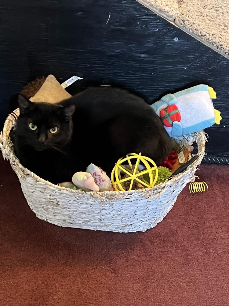 NASH- shy needs special adopter, a Adoptable Domestic Short Hair image 2/3