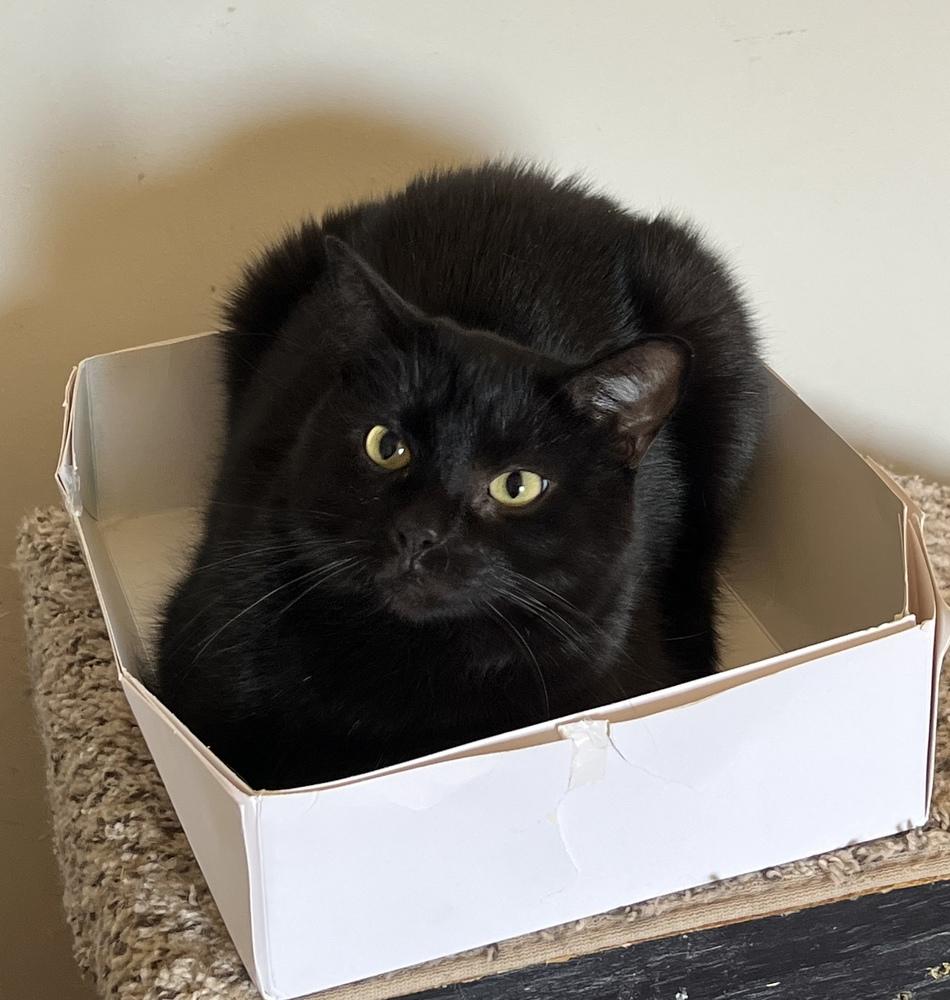 NASH- shy needs special adopter, a Adoptable Domestic Short Hair image 3/3