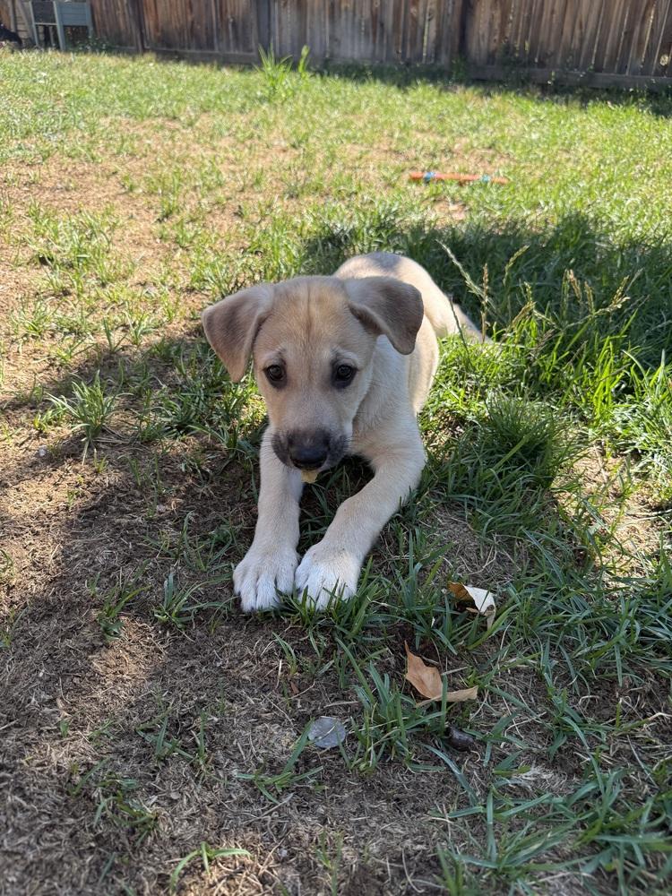 DeStefano / Charles, Adopted, Puppy Male Labrador Retriever & Mixed Breed.