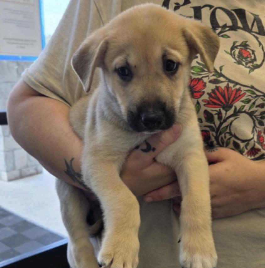Enlarge DeStefano / Charles, a Adopted mixed breed in Broomfield, CO image 2/3