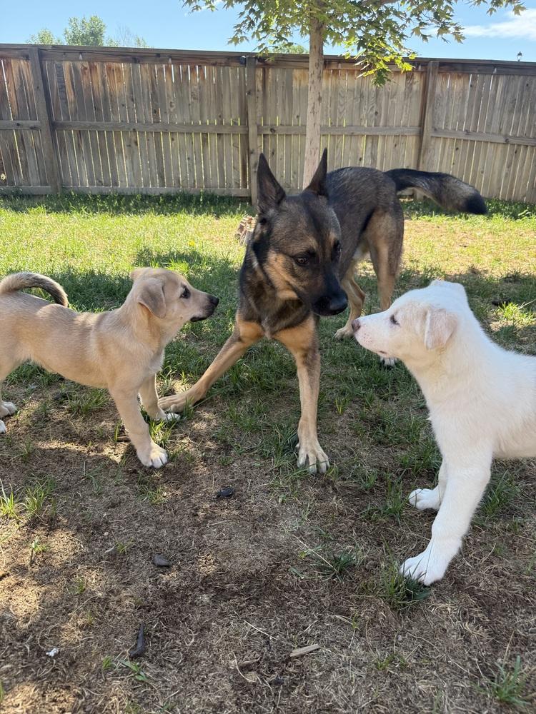 Enlarge DeStefano / Charles, a Adopted mixed breed in Broomfield, CO image 3/3