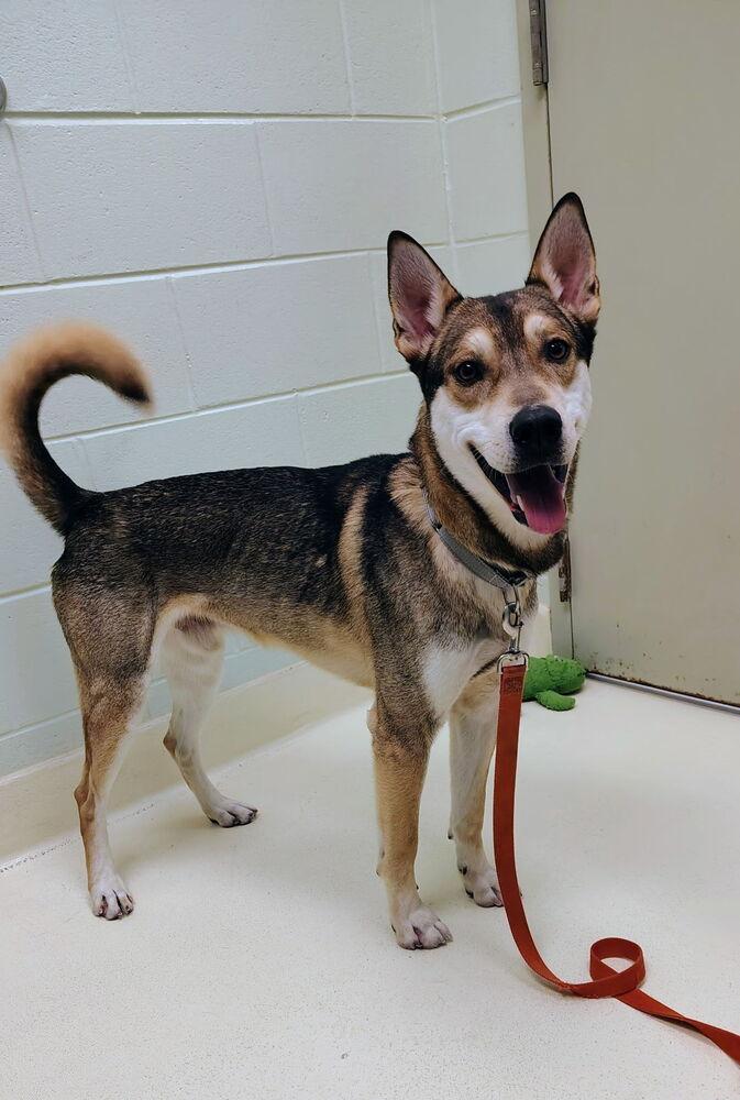 Hotch, a Adoptable mixed breed in Kalamazoo, MI image 1/3