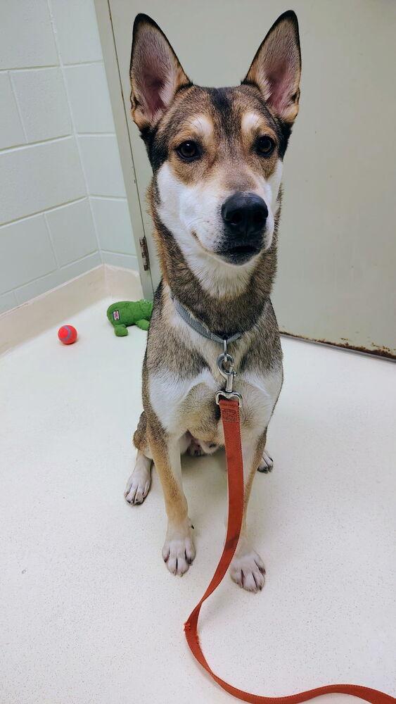 Hotch, a Adoptable mixed breed in Kalamazoo, MI image 2/3