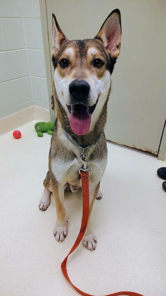 Hotch, a Adoptable mixed breed in Kalamazoo, MI image 3/3