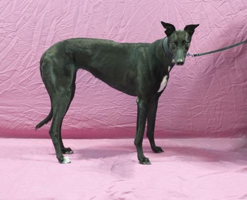 Enlarge Notorious Belle, a Adopted Greyhound in Douglasville, GA image 2/2