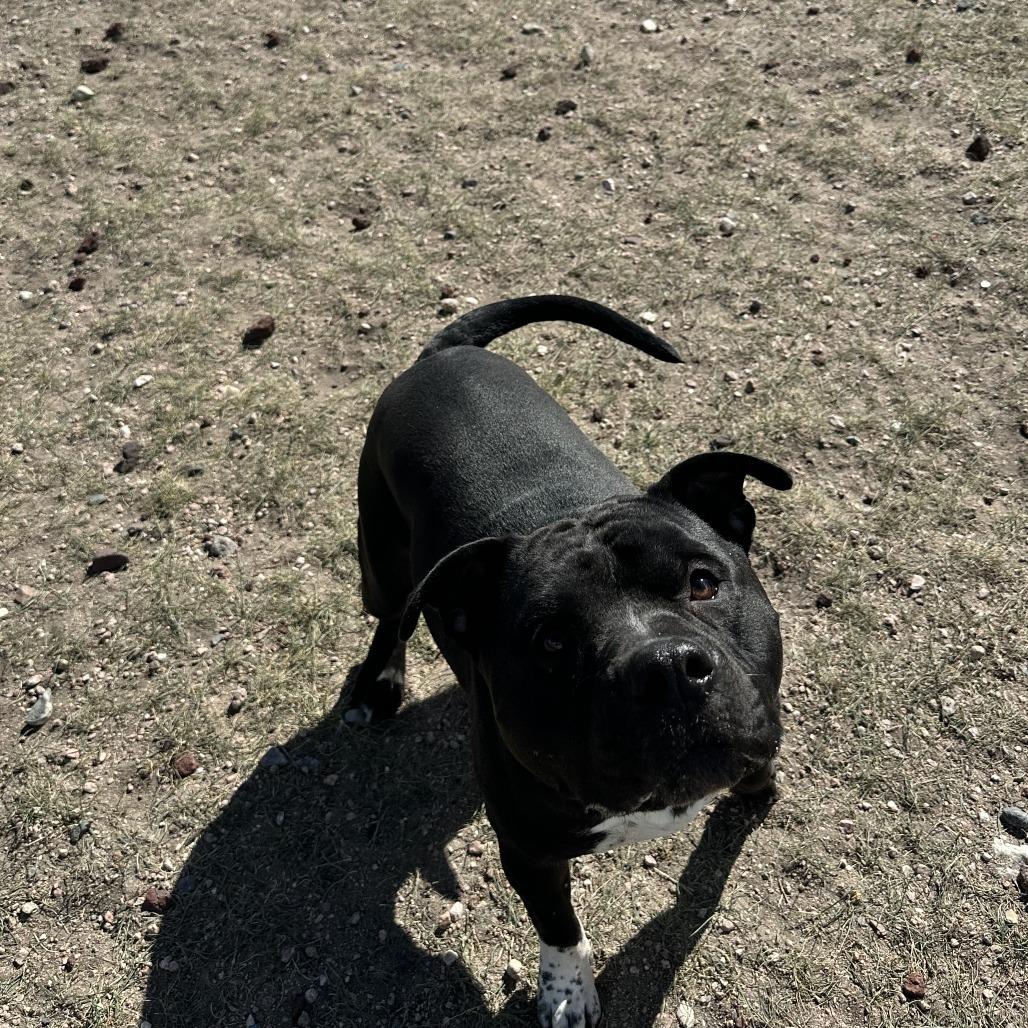 Enlarge Zeus, a Adoptable Pit Bull Terrier in Cheyenne, WY image 1/5