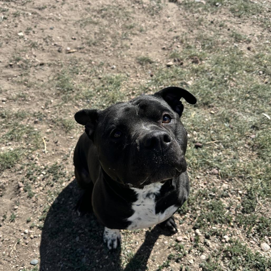 Enlarge Zeus, a Adoptable Pit Bull Terrier in Cheyenne, WY image 3/5