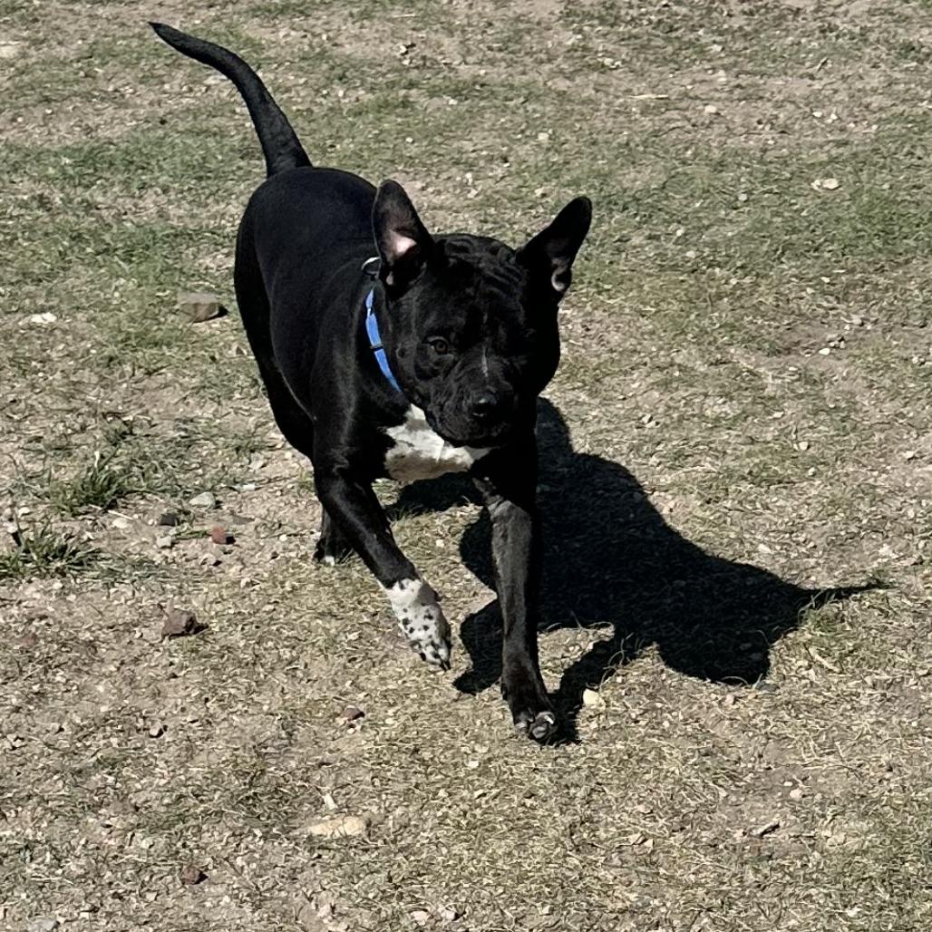 Enlarge Zeus, a Adoptable Pit Bull Terrier in Cheyenne, WY image 4/5