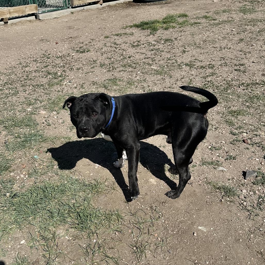 Enlarge Zeus, a Adoptable Pit Bull Terrier in Cheyenne, WY image 5/5