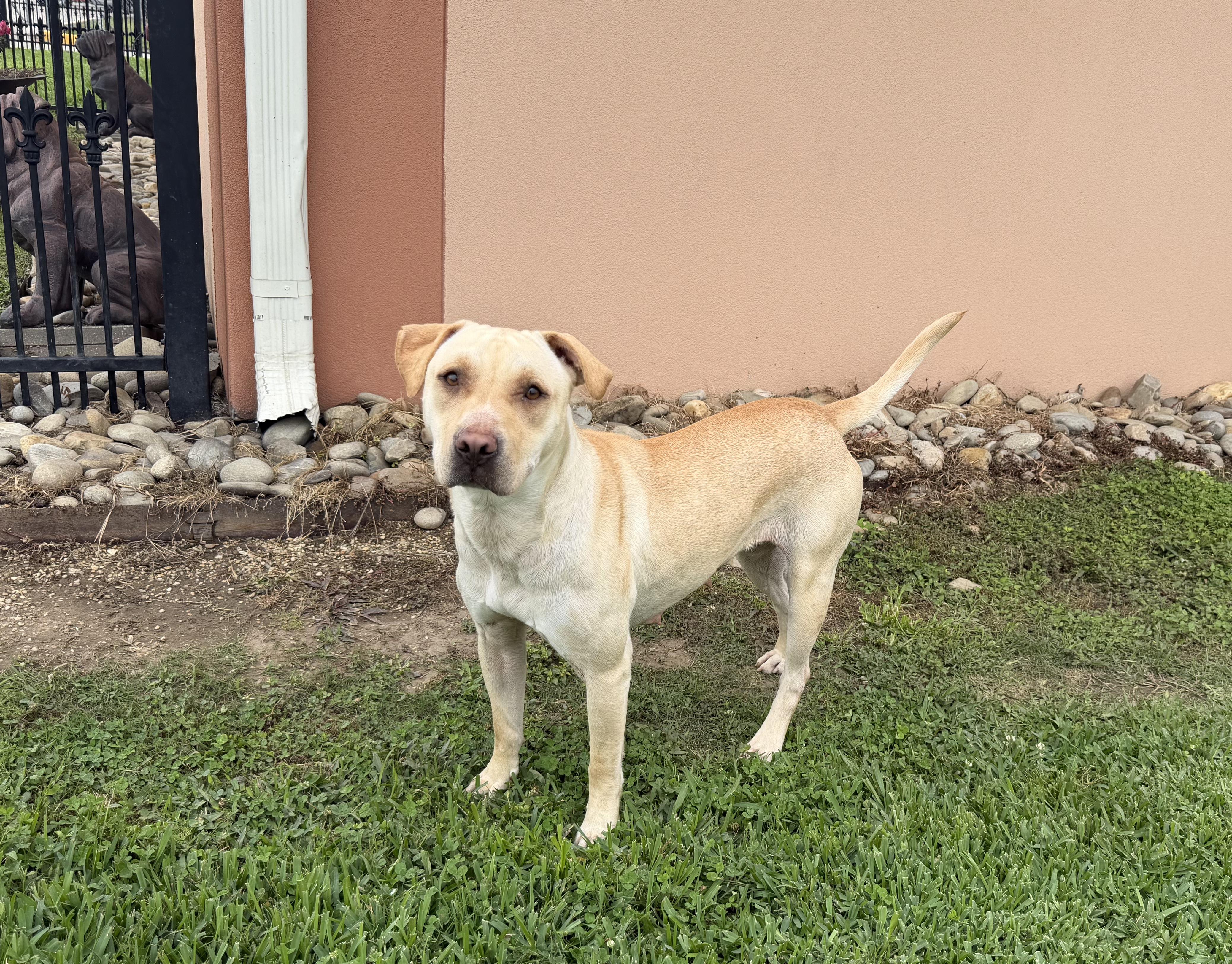 Nala, ADOPTABLE, Adult Female Labrador Retriever.