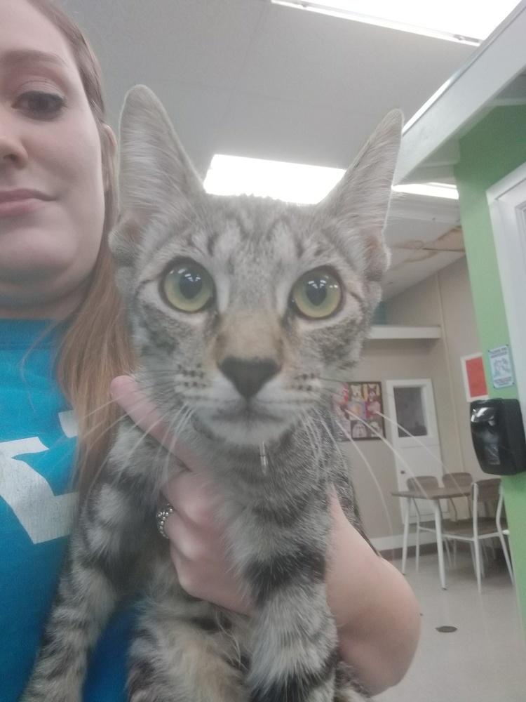 Enlarge Rainbow, a Adopted Domestic Short Hair in San Angelo, TX image 1/1