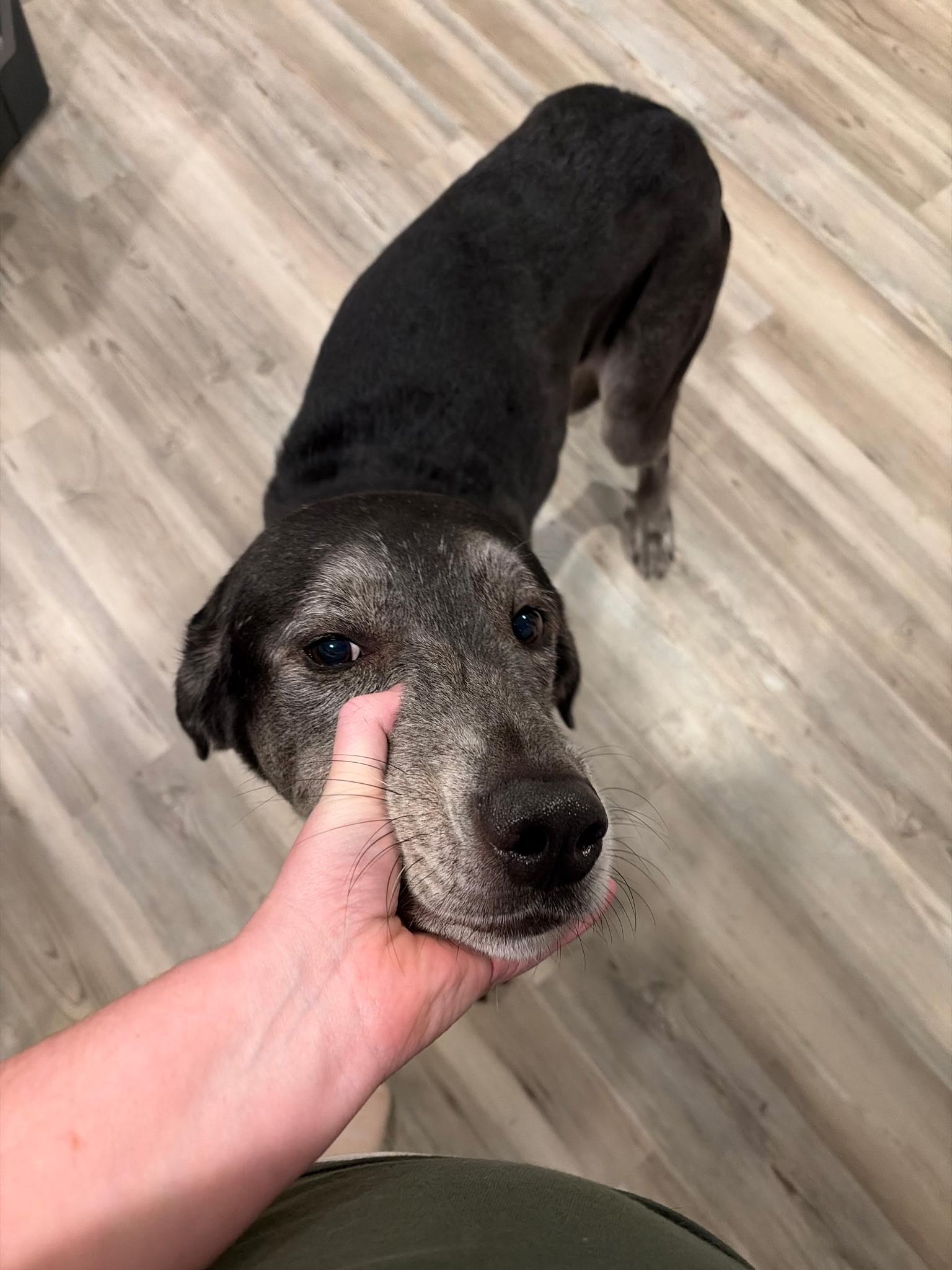 Enlarge Boston , a Adoptable mixed breed in West Valley, UT image 3/4