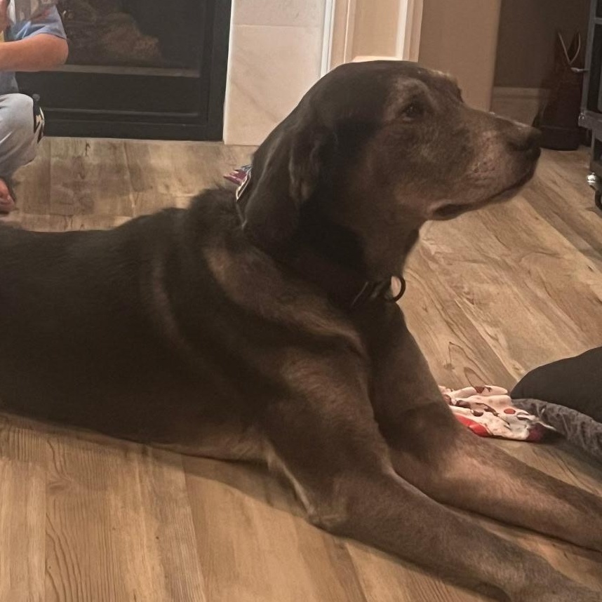 Boston , Adoptable, Adult Male Black Labrador Retriever & Great Dane.