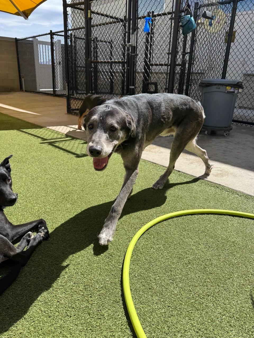 Enlarge Boston , a Adoptable mixed breed in West Valley, UT image 5/6