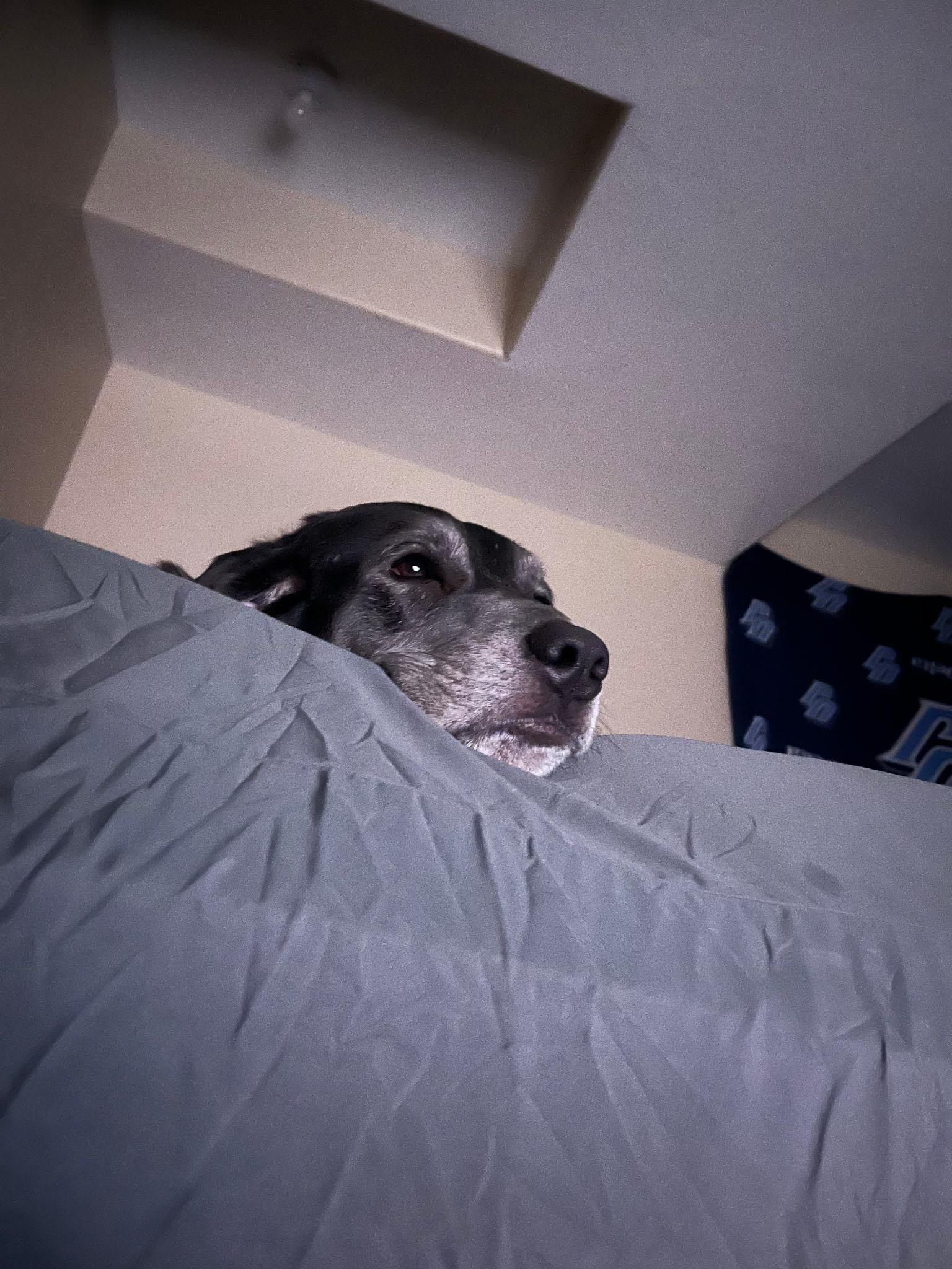 Enlarge Boston , a Adoptable mixed breed in West Valley, UT image 4/4