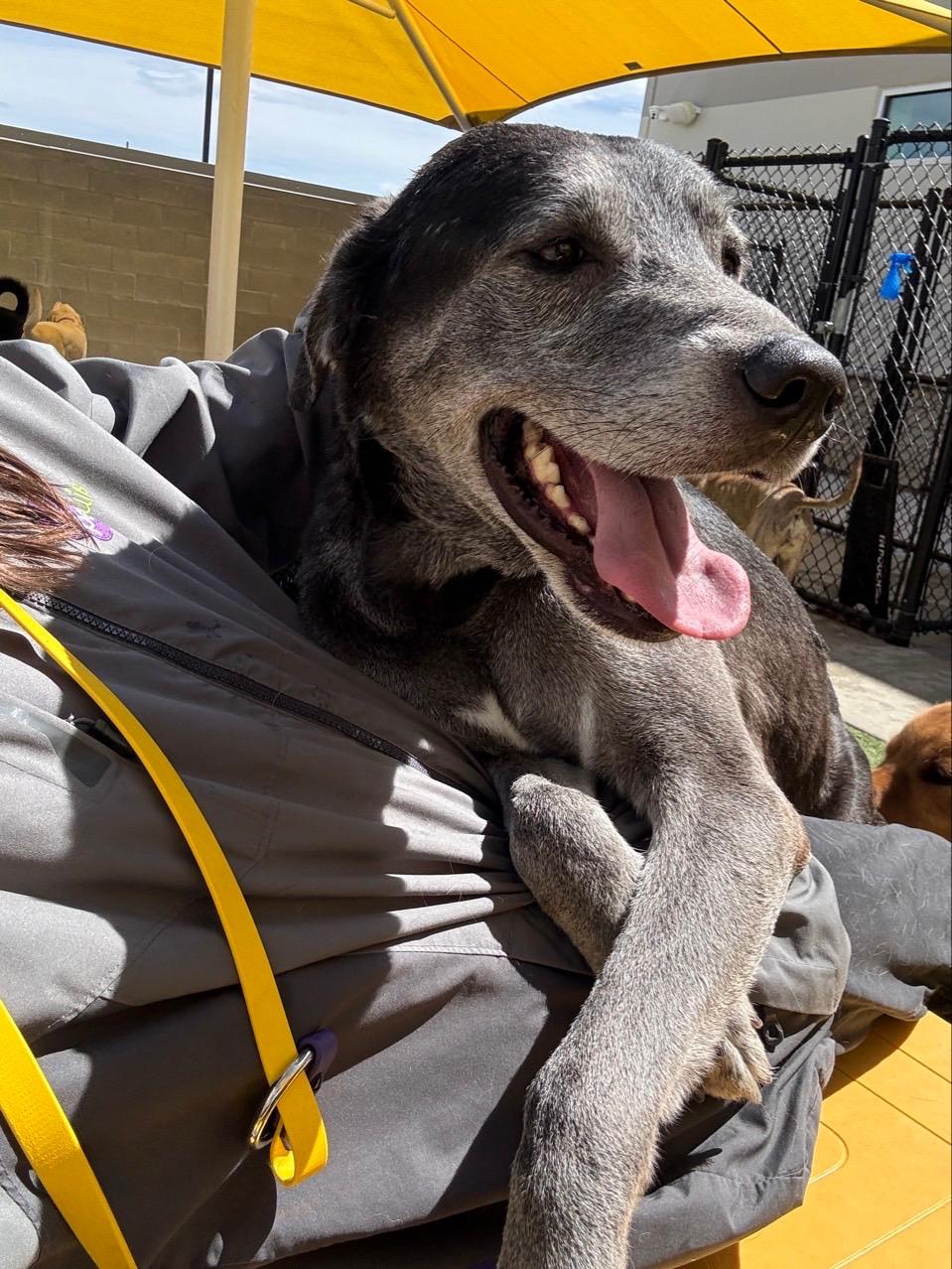 Enlarge Boston , a Adoptable mixed breed in West Valley, UT image 1/6