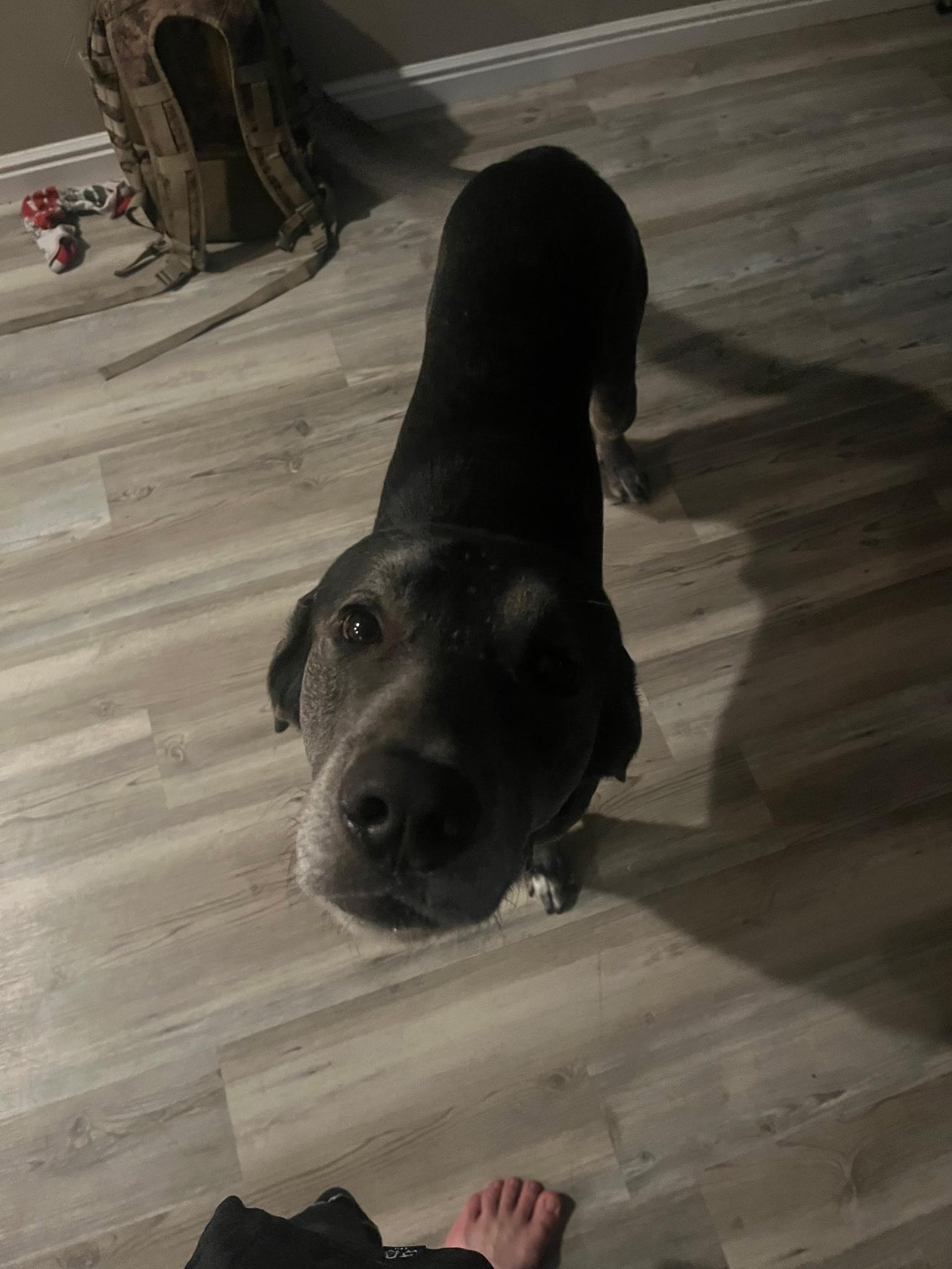 Enlarge Boston , a Adoptable mixed breed in West Valley, UT image 2/4