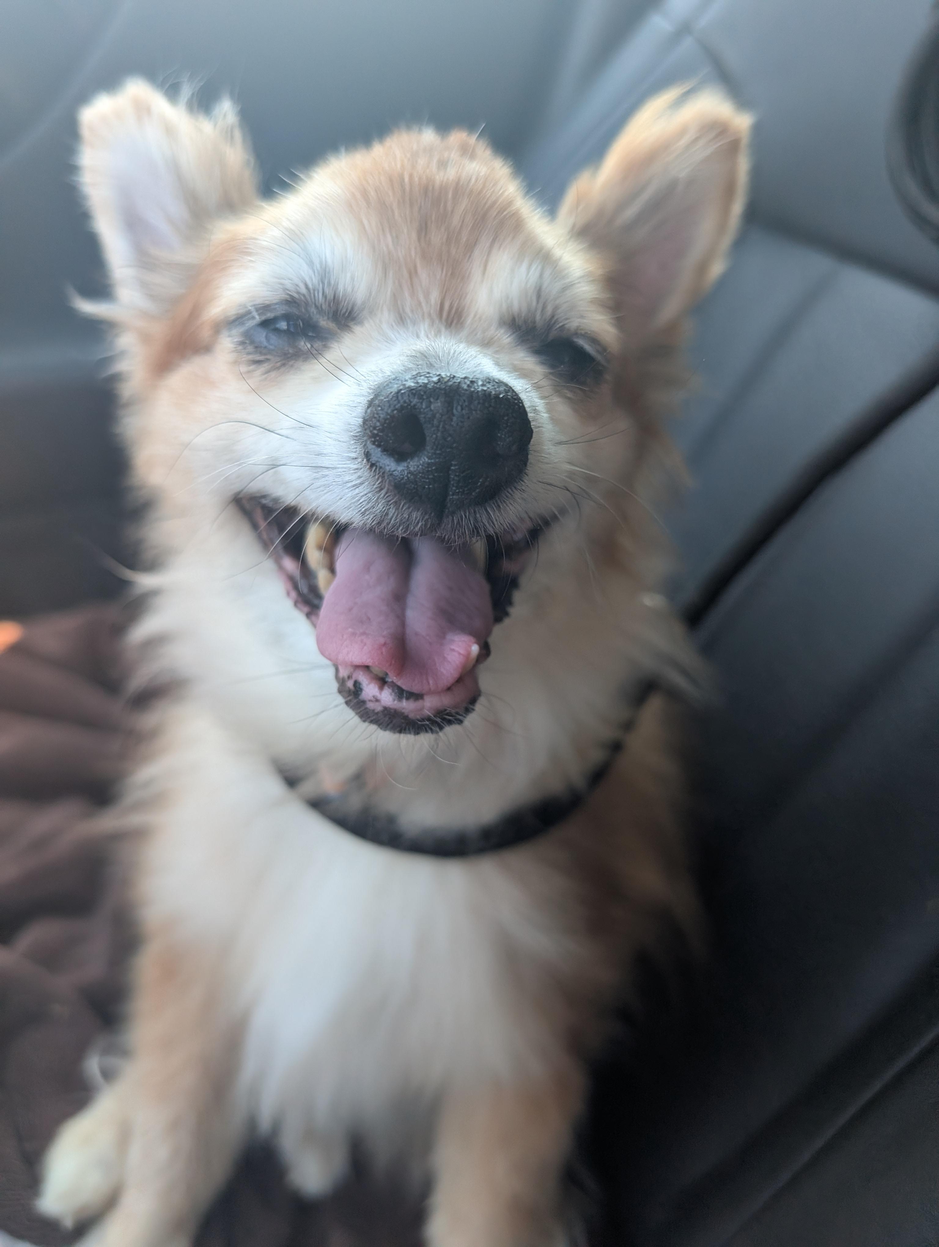 Lil Fox, ADOPTABLE, Senior Male Pomeranian.