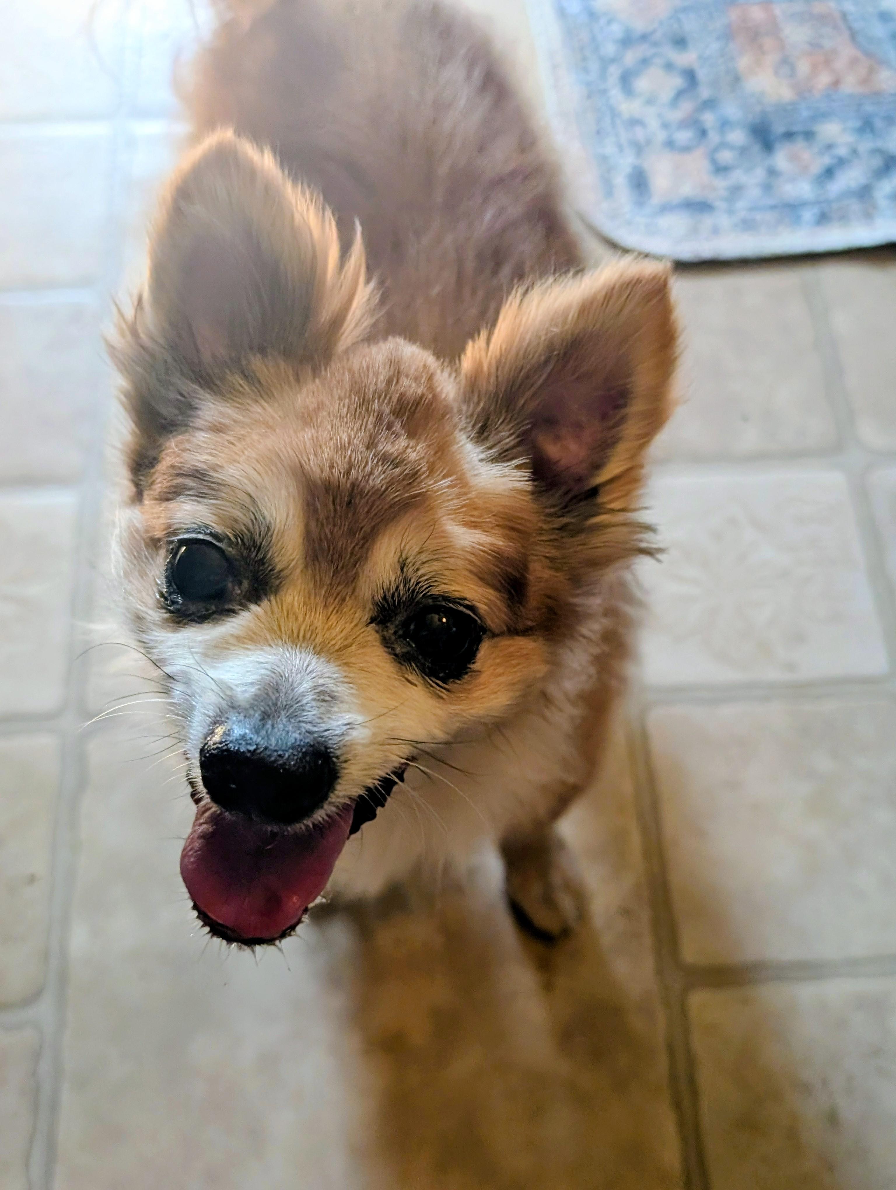 Lil Fox, a ADOPTABLE mixed breed in Amelia, OH image 3/4