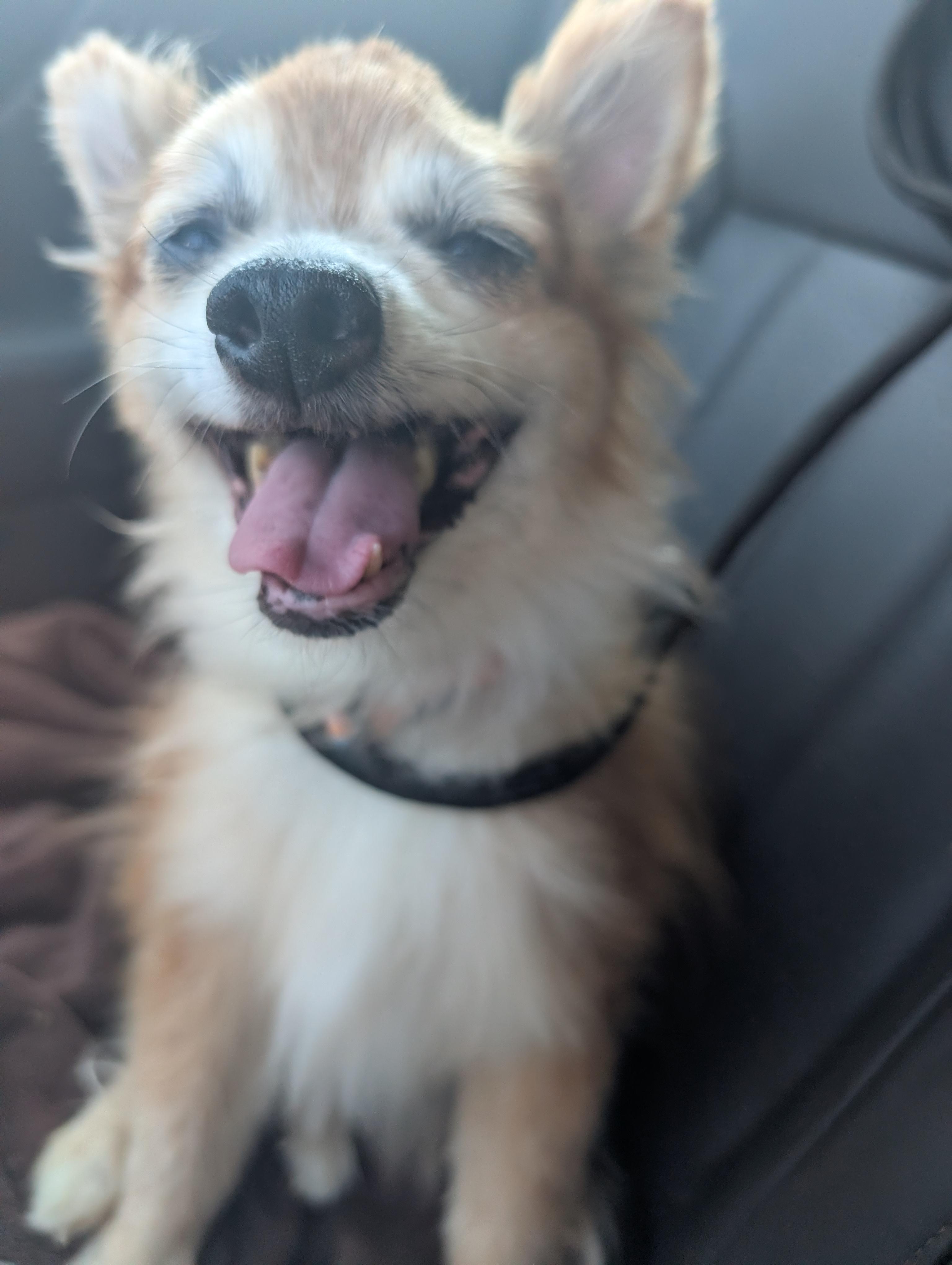 Lil Fox, a ADOPTABLE mixed breed in Amelia, OH image 4/4